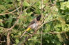 Common Bulbul (Pycnonotus barbatus) - Botswana