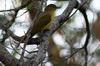 Yellow-bellied Greenbul (Chlorocichla flaviventris) - Namibia