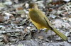 Bulbul  poitrine jaune (Chlorocichla flaviventris) - Namibie