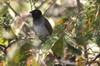 Black-fronted Bulbul (Pycnonotus nigricans) - Botswana