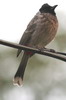 Bulbul  ventre rouge (Pycnonotus cafer) - Inde