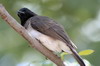 Bulbul des jardins (Pycnonotus barbatus) - Ethiopie