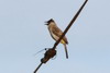 Bulbul cul-d'or (Pycnonotus aurigaster) - Cambodge