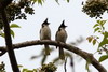 Bulbul orphe (Pycnonotus jocosus) - Cambodge