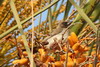 Bulbul des jardins (Pycnonotus barbatus) - Maroc