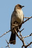 Bulbul des jardins (Pycnonotus barbatus) - Maroc