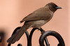 Common Bulbul (Pycnonotus barbatus) - Morocco