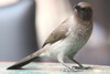 Bulbul des jardins (Pycnonotus barbatus) - Maroc