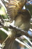 Bulbul importun (Andropadus importunus) - Afrique du Sud