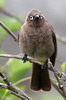 Bulbul du Cap (Pycnonotus capensis) - Afrique du Sud