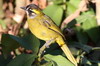 Yellow-eared Bulbul (Pycnonotus penicillatus) - Sri Lanka