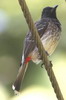 Bulbul � ventre rouge (Pycnonotus cafer) - Sri Lanka