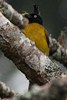 Bulbul � huppe noire (Rubigula flaviventris) - Malaisie