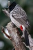 Bulbul � ventre rouge (Pycnonotus cafer) - Inde