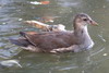 Gallinule poule-d'eau (Gallinula chloropus) - France