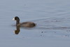 Foulque macroule (Fulica atra) - France