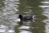 Common Moorhen (Gallinula chloropus) - France