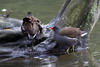 Common Moorhen (Gallinula chloropus) - France