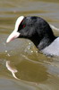 Common Coot (Fulica atra) - France