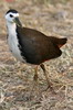 Râle à poitrine blanche (Amaurornis phoenicurus) - Inde