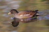 Gallinule poule-d'eau (Gallinula chloropus) - France