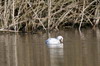 Foulque macroule (Fulica atra) - France