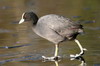 Foulque macroule (Fulica atra) - France