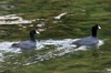 Foulque d'Amrique (Fulica americana) - Cuba