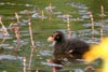 Gallinule poule-d'eau (Gallinula chloropus) - France