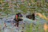 Common Moorhen (Gallinula chloropus) - France