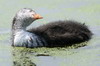 Foulque macroule (Fulica atra) - France