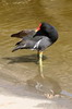 Gallinule d'Amrique (Gallinula galeata) - Prou