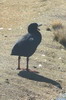 Giant Coot (Fulica gigantea) - Peru