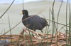 Foulque ardoise (Fulica ardesiaca) - Prou