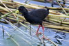 Black Crake (Zapornia flavirostra) - Ethiopia