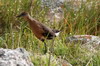 Rouget's Rail (Rougetius rougetii) - Ethiopia