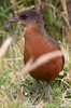 Rouget's Rail (Rougetius rougetii) - Ethiopia