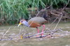 Grey-necked Wood-rail (Aramides cajaneus) - Mexico