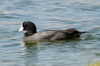 American Coot (Fulica americana) - Mexico