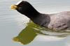 Red-gartered Coot (Fulica armillata) - Argentina