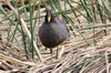 Foulque à front rouge (Fulica rufifrons) - Argentine