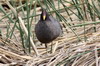 Foulque  front rouge (Fulica rufifrons) - Argentine