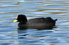 Red-gartered Coot (Fulica armillata) - Argentina