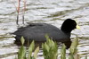 White-winged Coot (Fulica leucoptera) - Chile