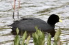 Foulque leucoptre (Fulica leucoptera) - Chili