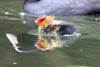 Common Coot (Fulica atra) - France