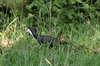 Rle  poitrine blanche (Amaurornis phoenicurus) - Sri Lanka