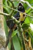 Ara�ari � collier (Pteroglossus torquatus) - Costa-Rica