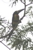 Collared Araari (Pteroglossus torquatus) - Mexico