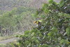 Yellow-throated Toucan (Ramphastos ambiguus) - Costa-Rica
